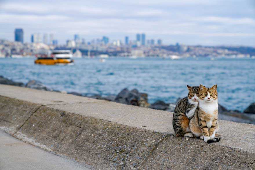 gatinhos se abraçando
