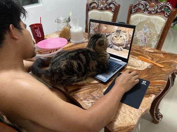 gato computador
