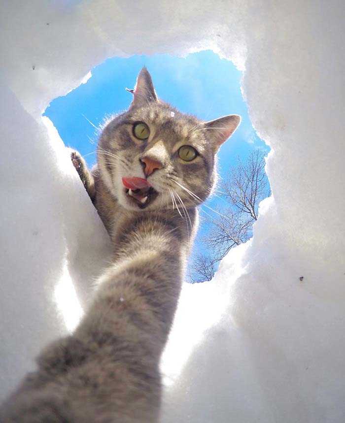 gato fotógrafo