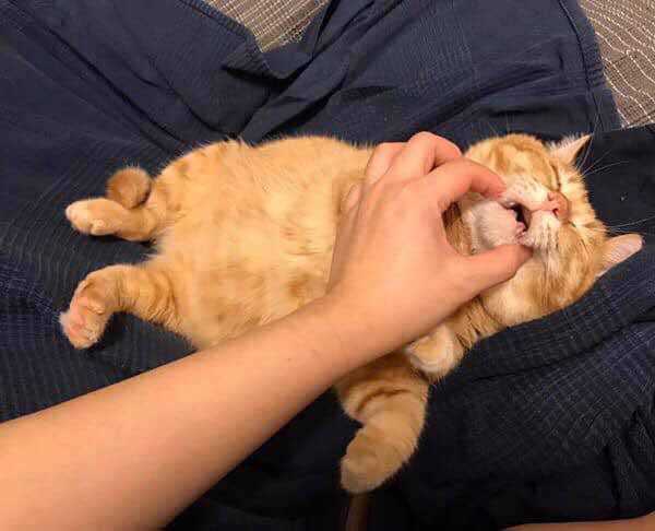 gato preguiça