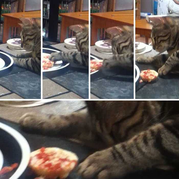 gato rouba comida humana