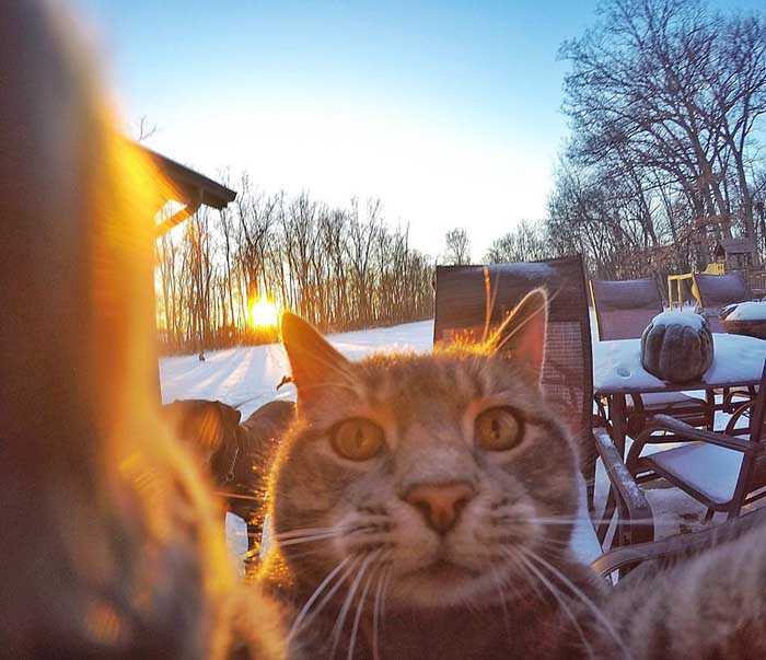 gato sabe tirar fotos
