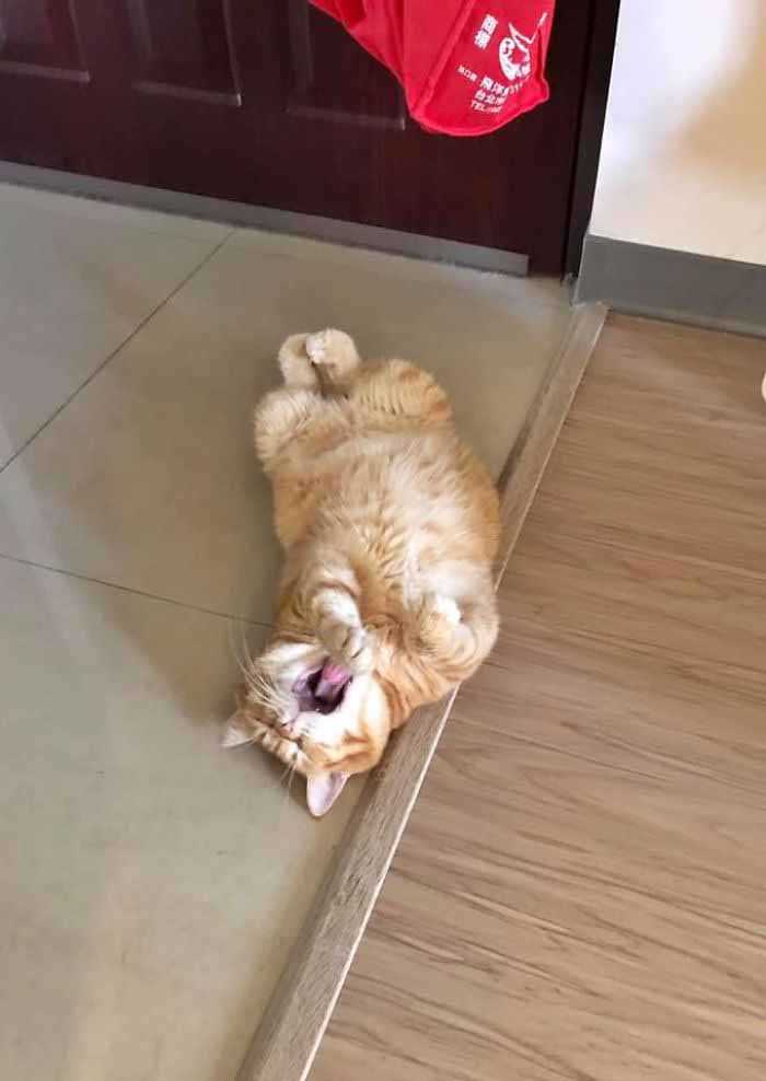 gato sonolento