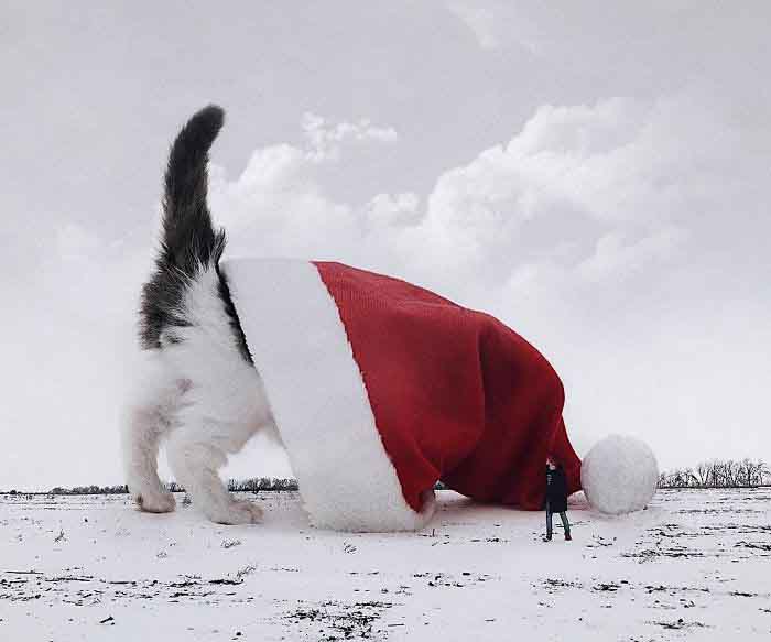 gatos Natal