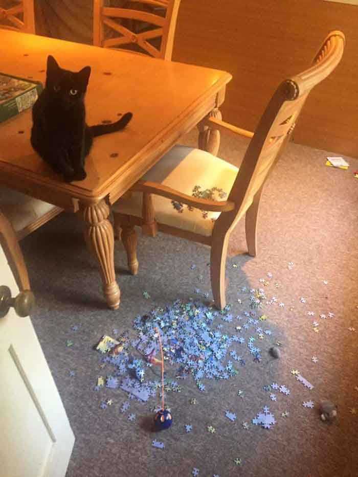 gatos bagunceiros