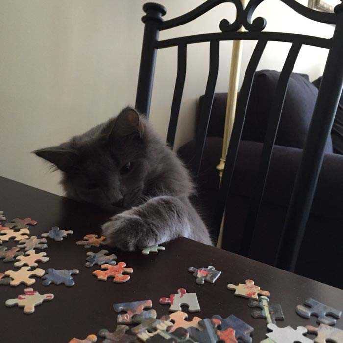 gatos curiosos