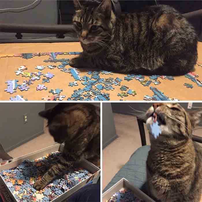 gatos destruidores