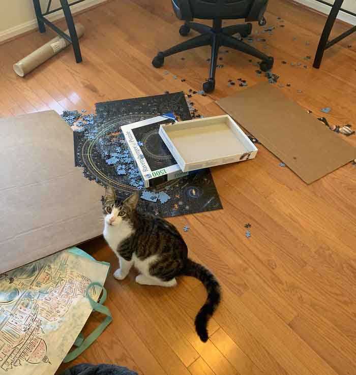 gatos destruindo coisas
