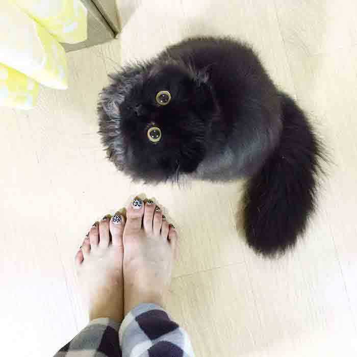 gatos fofura