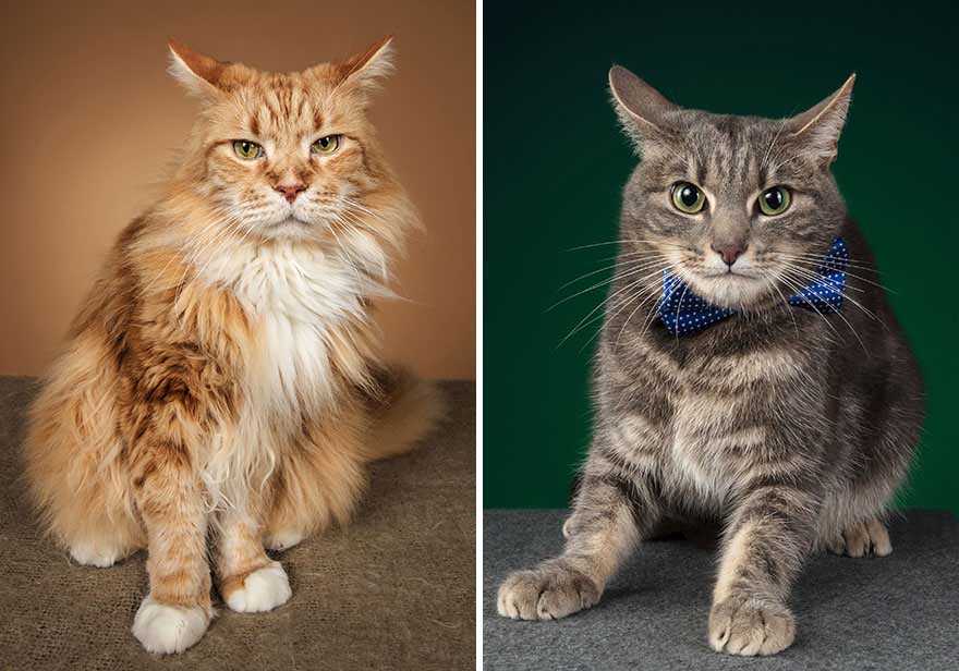 gatos mais lindos fotos