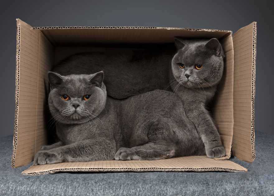 gatos na caixa