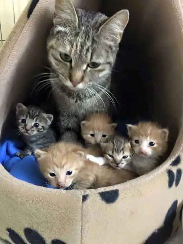 imagem gatinhas e filhotes