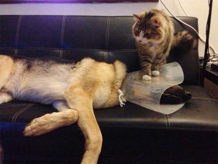 imagens gatinhos com cone da vergonha