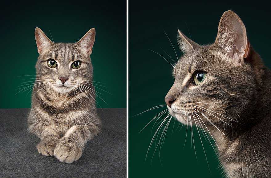 lindas fotos de gatos