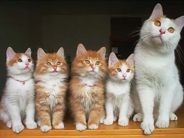 lindos gatinhos