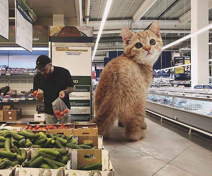 maiores gatos do mundo
