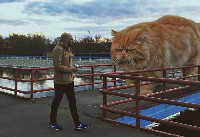 maiores gatos