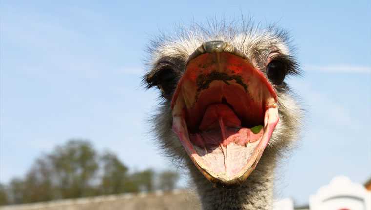 olhos de avestruz cérebro curiosidades incríveis sobre animais