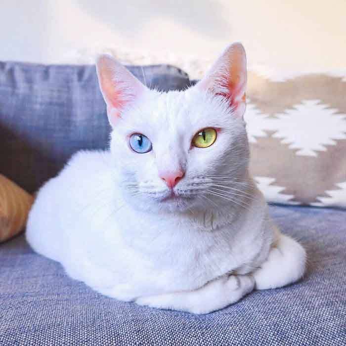 olhos mais lindos gatos