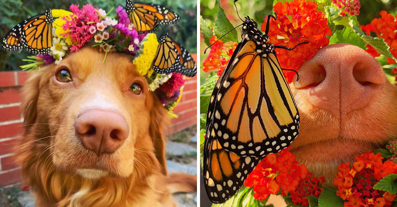 Cachorro retriever apaixonado por borboletas encanta a internet