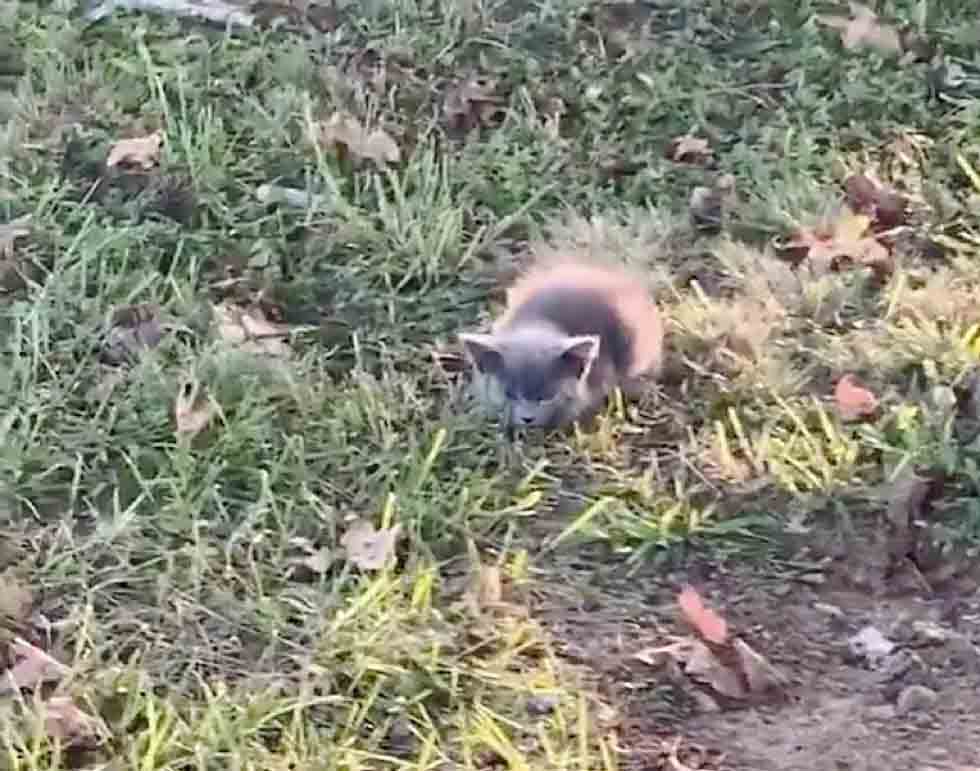 Gatinha encontrada na estrada resgate