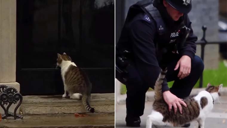 Gatinho recebe ajuda de policial