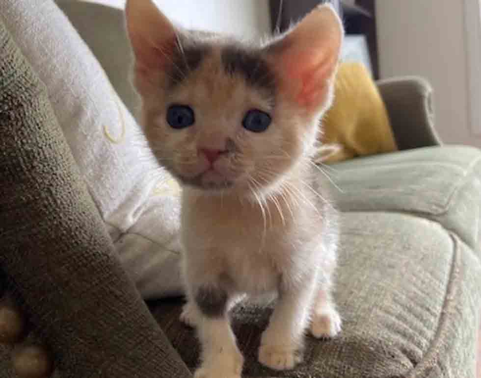 Gatinhos agradecem a família que os tirou das ruas