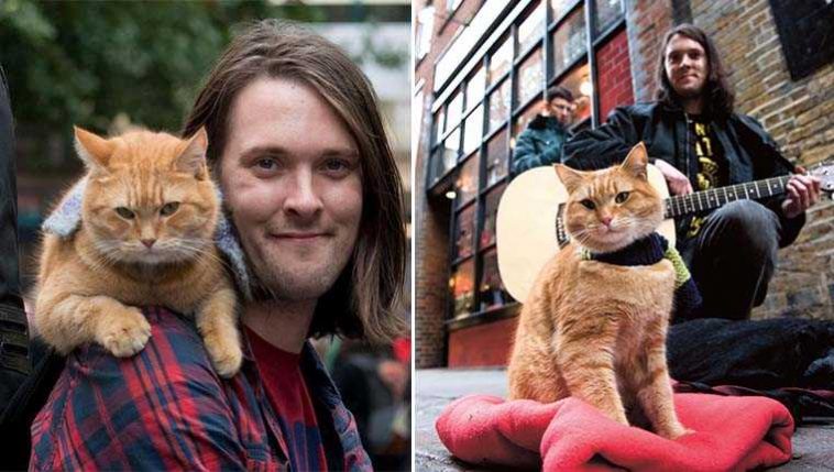 Gato de rua salvou a vida