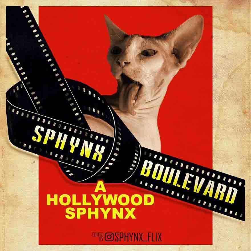 Gatos Sphynx ganham destaque engraçado