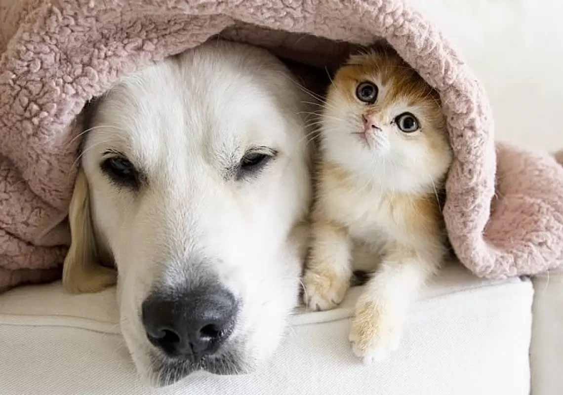 amizade entre cão e gato
