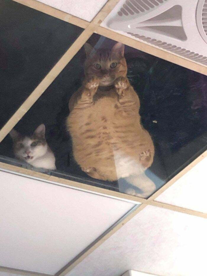 gatinhos no teto