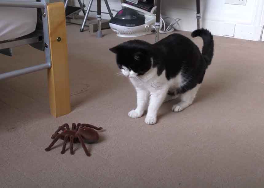 Aranha-gigante-assusta-gatinho