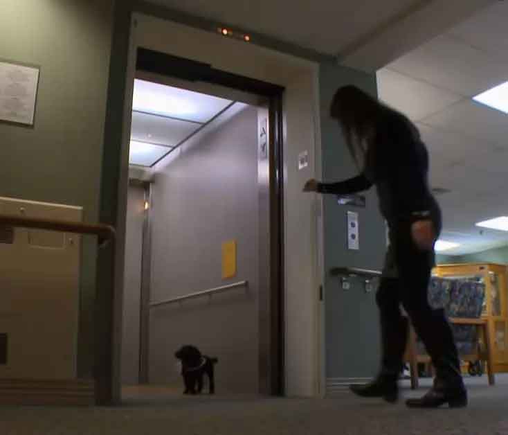 Cadela-poodle-aprende-a-usar-elevador-para-visitar-velhinho