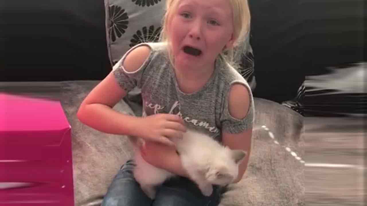 Essas-pessoas-gatinhos