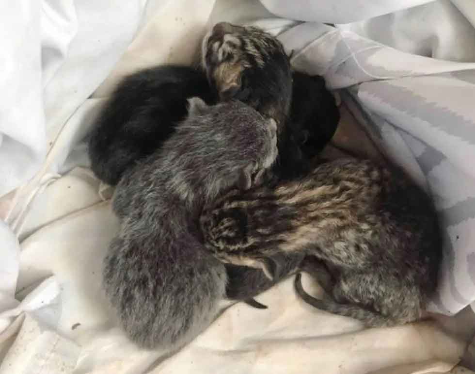 Família-encontra-gatinha-perdida-resgate