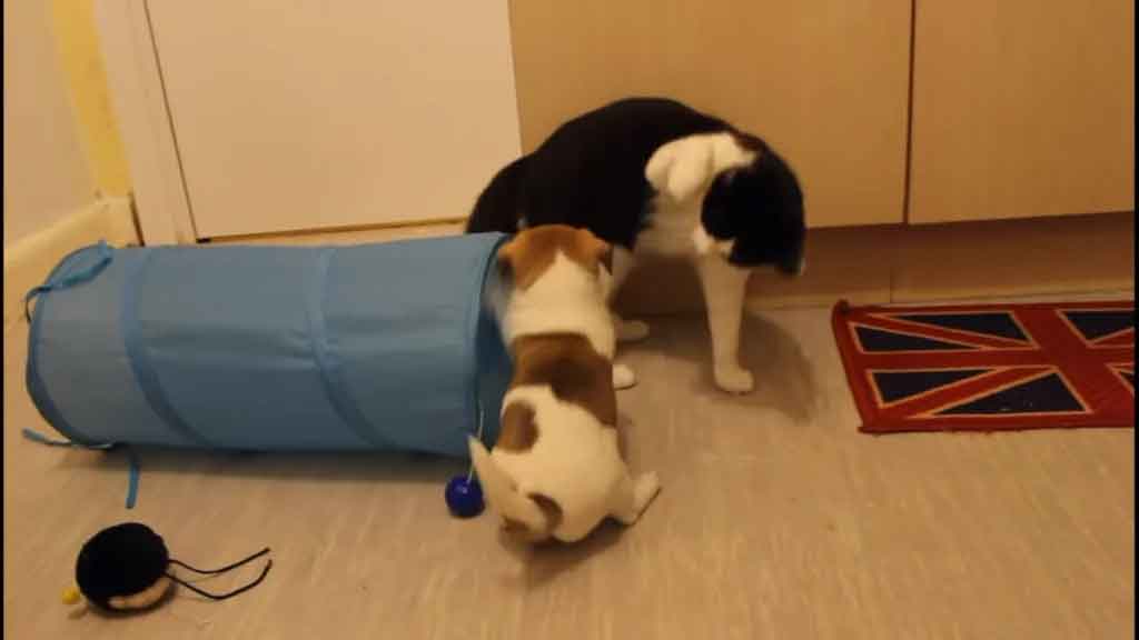 Gatinha-conhece-cãezinhos-que-serão-seus-irmãos-vídeo