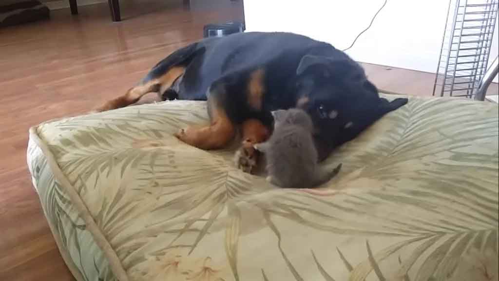 Gatinha-conquista-o-coração-de-rottweiler