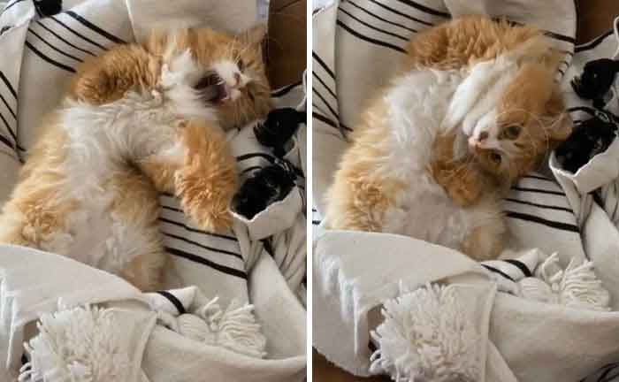 Gatinho-aprende-a-andar-que-nem-gente-fotos