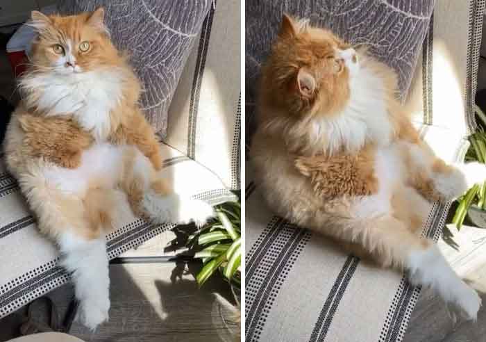 Gatinho-aprende-a-andar-que-nem-gente-imagens