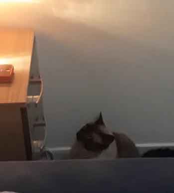 Gatinho-aprende-a-desligar-despertador-da-dona