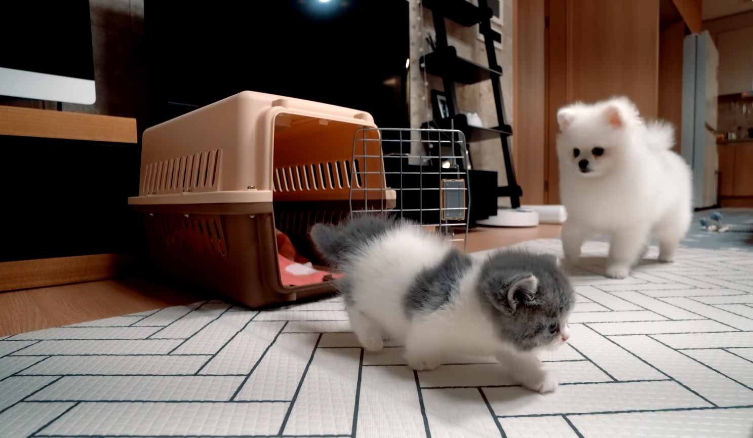 Gatinho-bravo-conhece-cachorros-vídeo