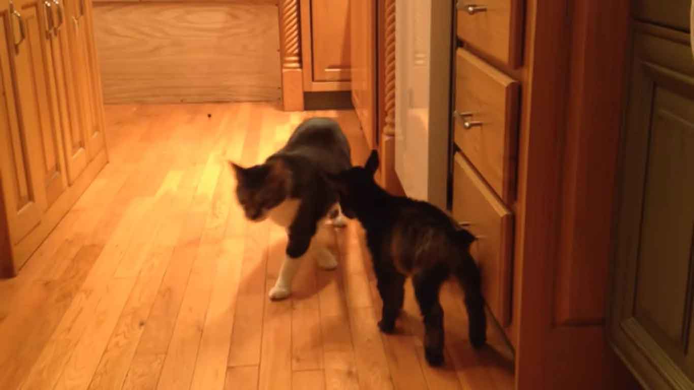 Gatinho-e-cabritinho-brincam-vídeo