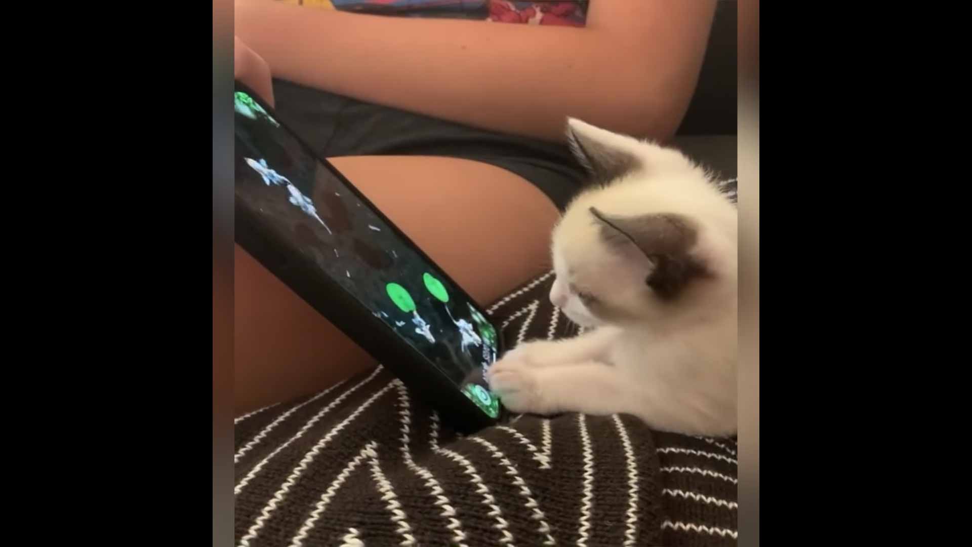 Gatinho-minúsculo-rejeitado-ganhou