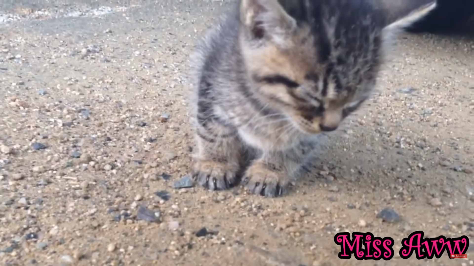 Gatinho-pega-no-sono-de-repente-vídeo