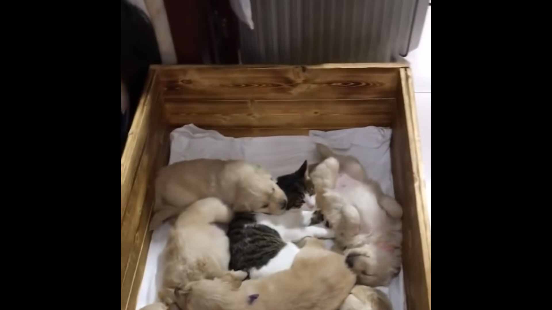 Gatinho-vira-babá-de-ninhada-de-filhotes-de-golden-retriever