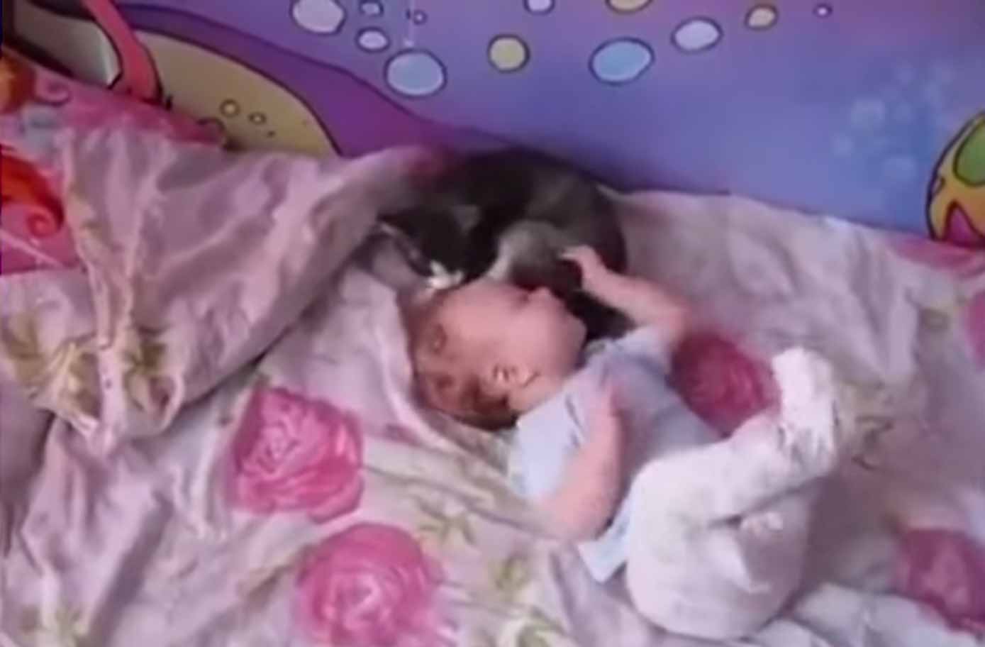 Gatinhos-protegem-bebês-em-vídeo