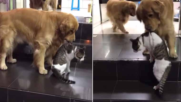 Golden-retriever-arrasta-gatinho-vídeo