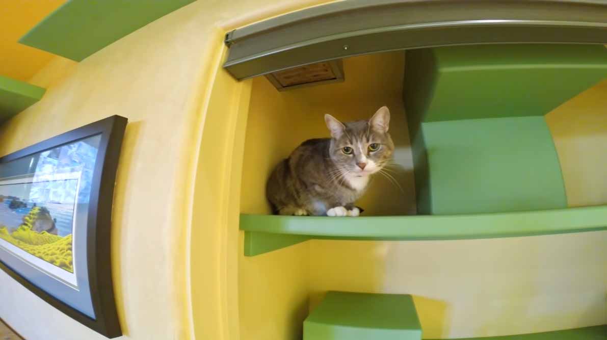 Homem-transforma-a-casa-para-gatinhos