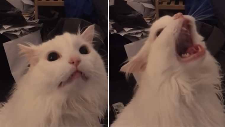 Vídeo-de-gatinho-branco-miando