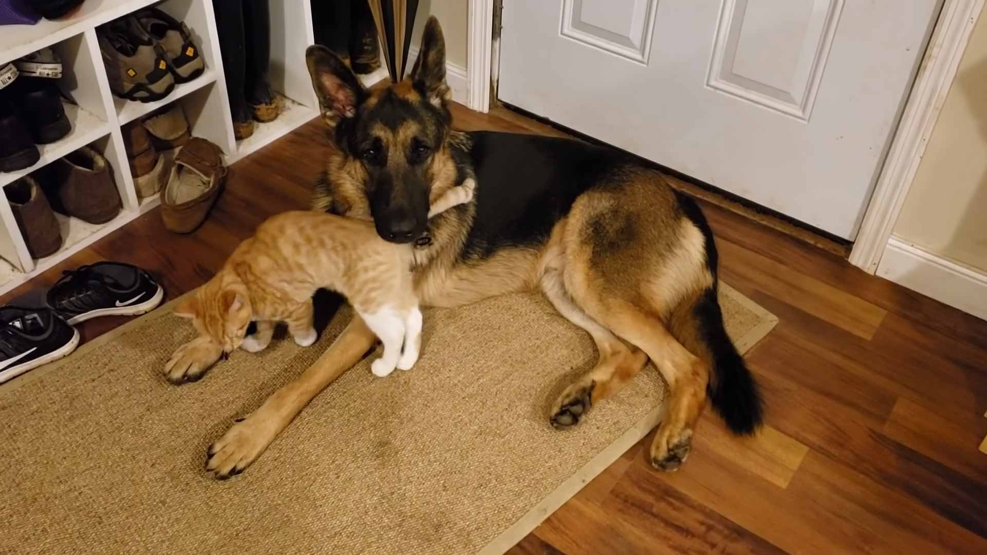 Vídeo-mostra-gatinho-e-pastor-alemão-se-tornando